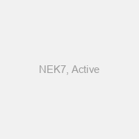 NEK7, Active